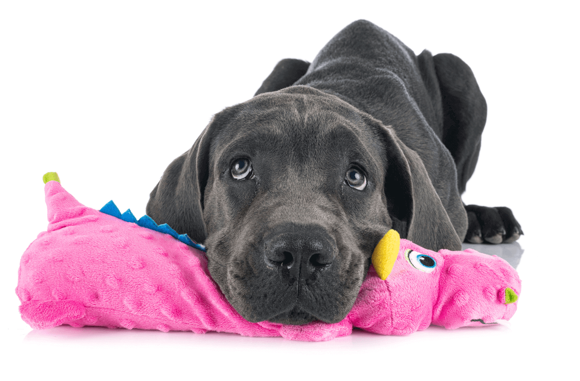 Benefits of Maintaining Good Pet Hygiene - littlepawgive