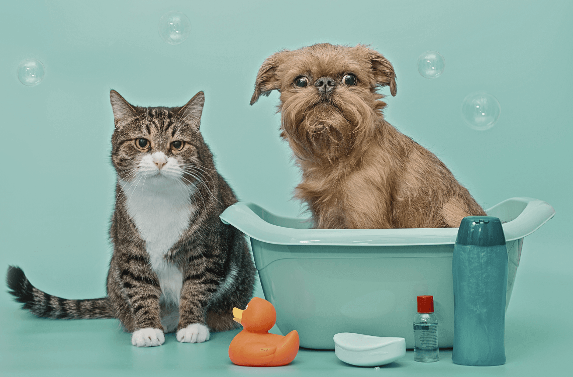 Cats need a bath - littlepawgive