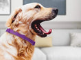 Load image into Gallery viewer, Golden retriever wearing a purple calming collar, showcasing relaxation and tranquility at home.
