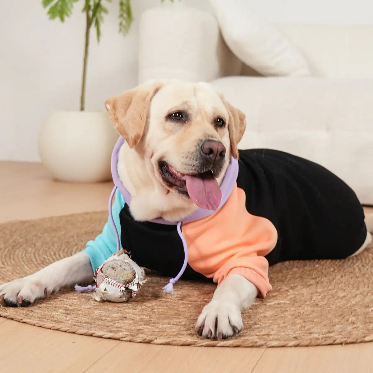 Matching Dog and Owner Hoodies – Soft & Warm Pet Sweatshirt for All Breeds, Cozy Winter Dog Hoodie in Black
