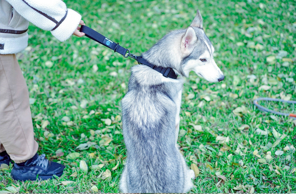 Control Dog Traffic Lead with Padded Handle