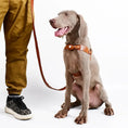 Load image into Gallery viewer, Gray dog wearing anti-lost harness with Airtag holder, standing next to a person in casual attire.
