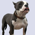Load image into Gallery viewer, Luxury leather dog collar on a confident, stylish gray and white dog, showcasing elegance and durability.
