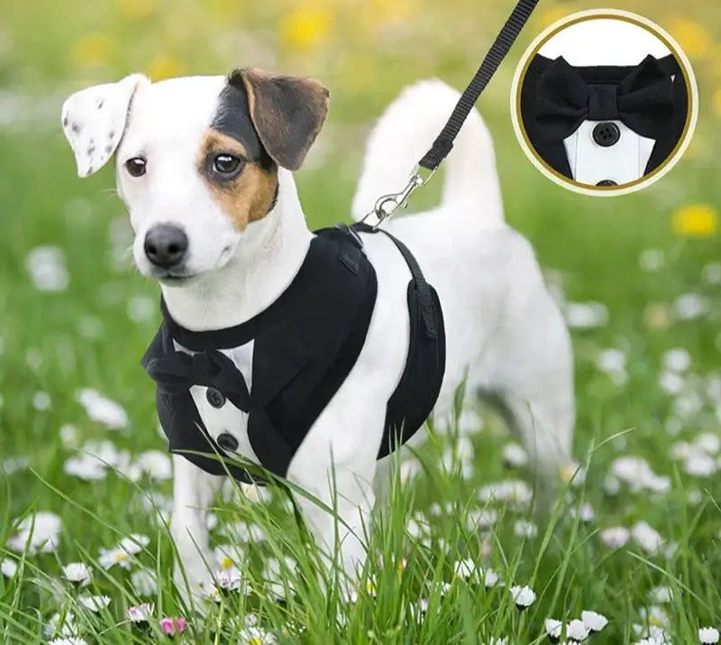 Stylish dog in a tuxedo harness set with a bow tie, enjoying a walk in a flower-filled field.