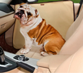 Load image into Gallery viewer, Pet Car Door Protector - Waterproof & Scratch-Resistant
