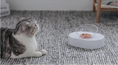 Load image into Gallery viewer, Adjustable Double Pet Feeding Bowl - Ergonomic Design
