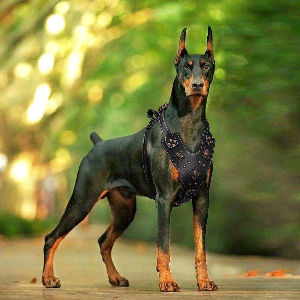 Premium Leather Dog Harness for Medium & Large Breeds